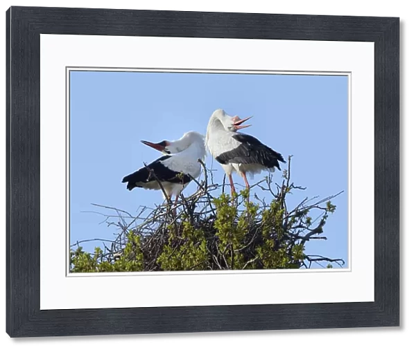 White stork (Ciconia ciconia) pair performing an up-down display with bill clattering