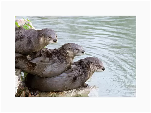 Three North American  /  Canadian Otters (Lutra canadensis) lying on each other by water
