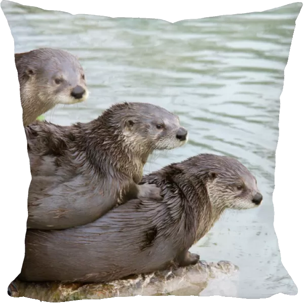 Three North American  /  Canadian Otters (Lutra canadensis) lying on each other by water