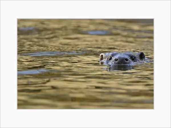 European river otter (Lutra lutra) swimming with head just above surface, river