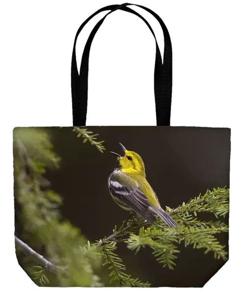 Black-throated Green Warbler (Dendroica virens), male in breeding plumage singing