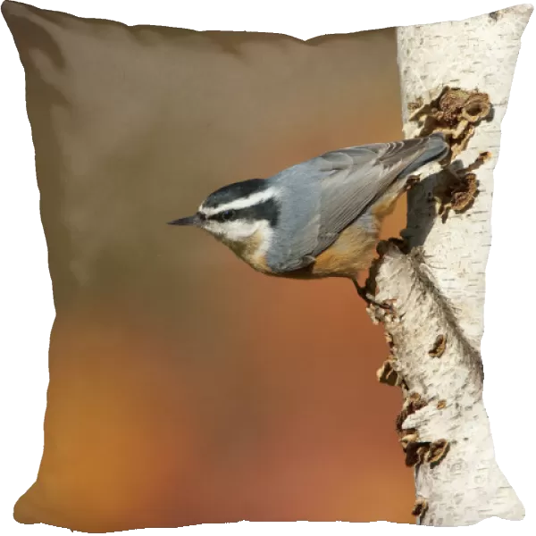 Red-breasted Nuthatch (Sitta canadensis), male clinging in its typical head-downward