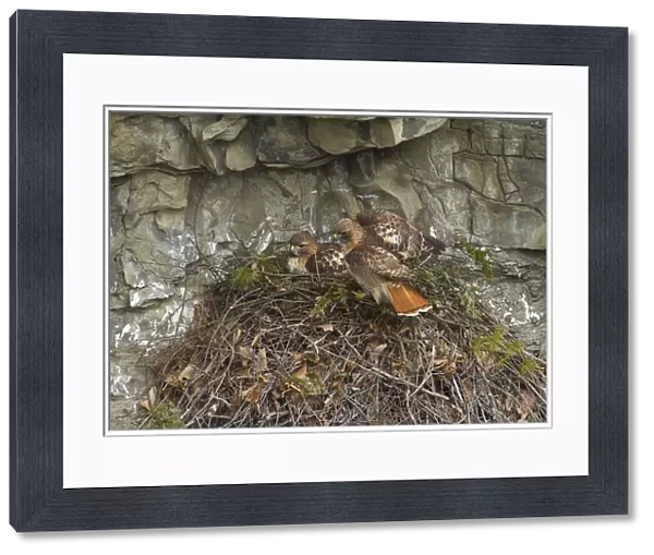 Red tailed hawk (Buteo jamaicensis) pair at nest on cliff, New York, USA, March