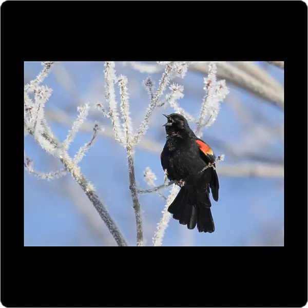 Red-winged Blackbird (Agelaius phoeniceus) male singing from ice-covered branch in early spring