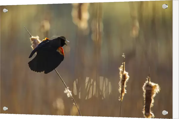 Red-winged Blackbird (Agelaius phoeniceus) male displaying in cattail marsh, backlighting