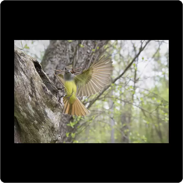 Great crested flycatcher (Myiarchus crinitus), female alighting at nest cavity entrance
