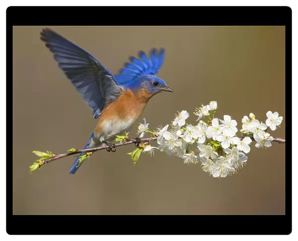 Eastern bluebird (Sialia sialis) male fluttering wings while perched on cherry (Prunus sp