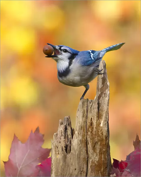 Blue jay (Cyanocitta cristata) holding an acorn in its bill whilst perched on tree stump