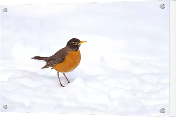 American robin (Turdus migratorius) male on snow-covered ground, Ithaca, New York, USA, April