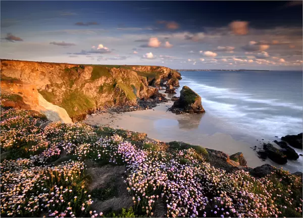 Bedruthan Steps on Cornish coast, with flowering Thrift (Armeria maritima), Cornwall. UK