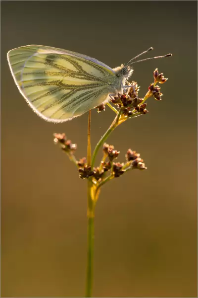 Green-veined white butterfly (Artogeia  /  Pieris napi) resting on reed in late evening light