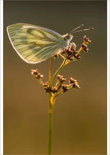Green-veined white butterfly (Artogeia  /  Pieris napi) resting on reed in late evening light