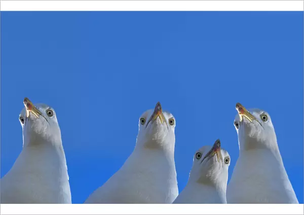 RF - Herring gull (Larus argentatus) with blue sky, England, UK, Digital composite