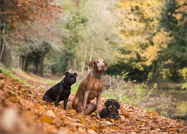 Wirehaired daschund, Staffordshire bull terrier and Hungarian viszla in autumn colours