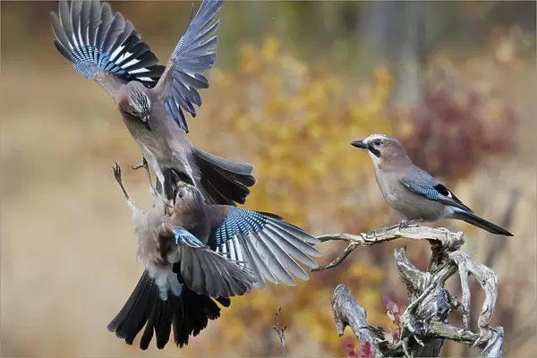 Jay (Garrulus glandarius), two fighting in mid-air with another observing. Norway