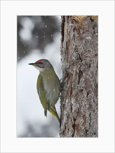 Grey-headed woodpecker (Picus canus) on tree trunk in falling snow. Kalvtrask, Vasterbotten