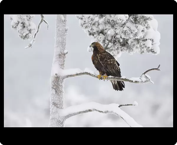 Golden eagle (Aquila chrysaetos) perched in snow covered tree. Kalvtrask, Vasterbotten