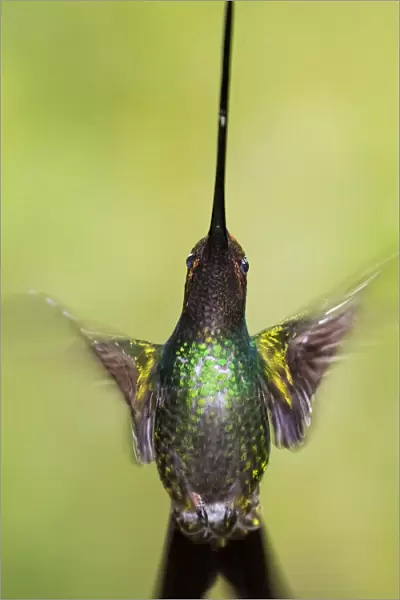 Sword-billed hummingbird (Ensifera ensifera) in flight, North-Ecuador, Ecuador