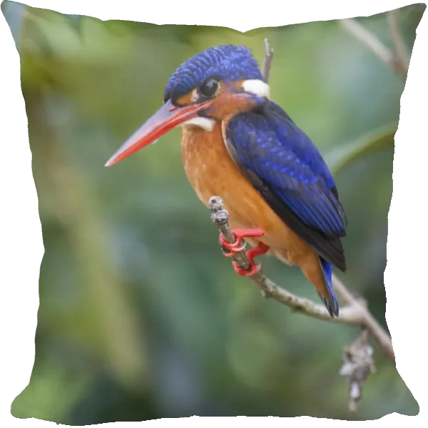 Blue-eared kingfisher (Alcedo meninting) Sabah, Malaysia