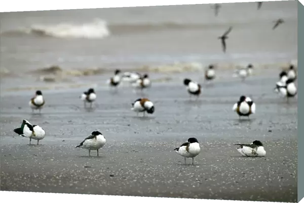 Shelduck (Tadorna tadorna) moulting birds at high tide roost, Bridgewater Bay NNR