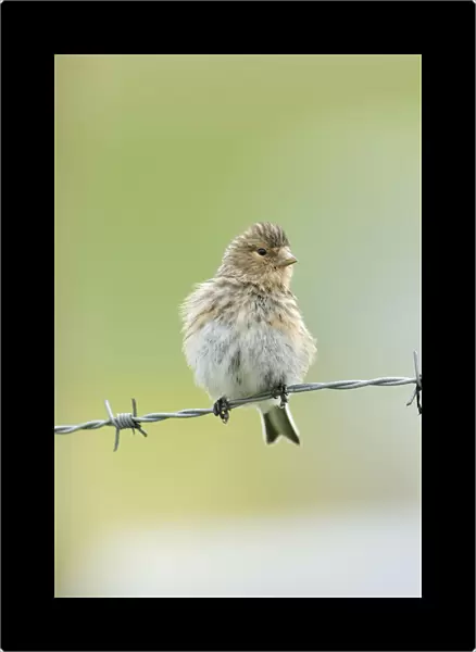 Twite (Carduelis  /  Acanthis flavirostris) resting on a barbed wire fence. Isle of Berneray