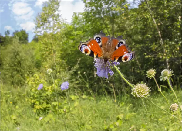 Peacock butterfly (Inachis io) feeding on Field Scabious (Knautia arvensis) in a disused