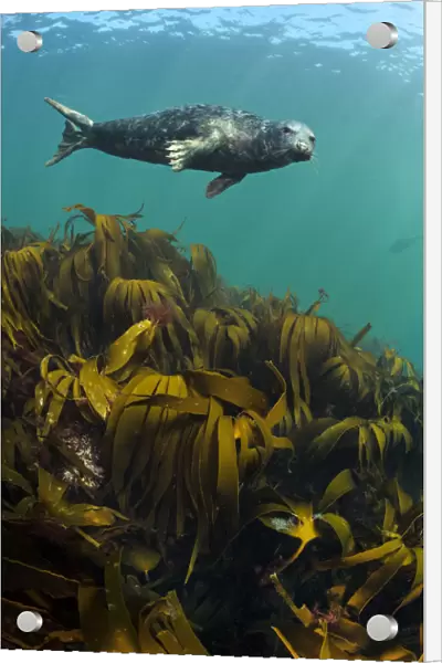 Grey seal (Halichoerus grypus) young male swimming above Kelp  /  Oarweed (Laminaria