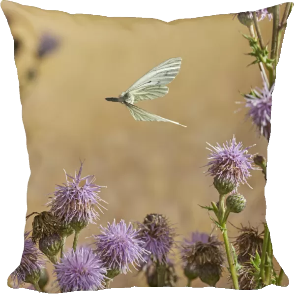 Green veined white butterfly (Pieris napi) in flight, Rookery Wood, Sussex, England, UK, August