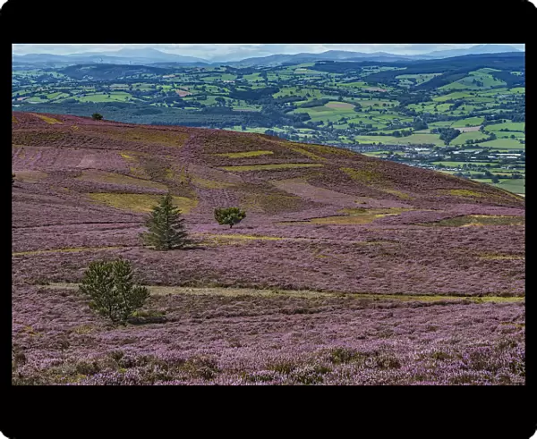 Slopes of Moel Famau mountain showing patches cut for Heather (Calluna vulgaris) management