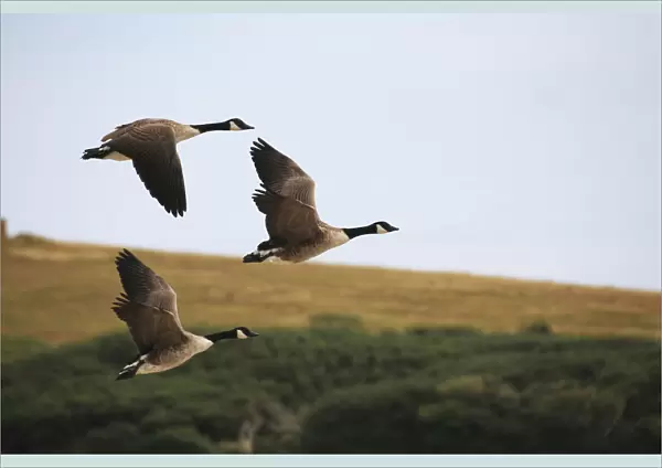 Canada geese (Branta canadensis) in flight at Abbotsbury Swannery, Abbotsbury, Dorset, England, UK
