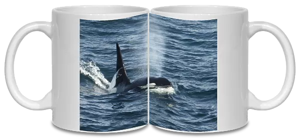 Orca (Orcinus orca) surfacing and blowing, Shetland, Scotland, UK, August