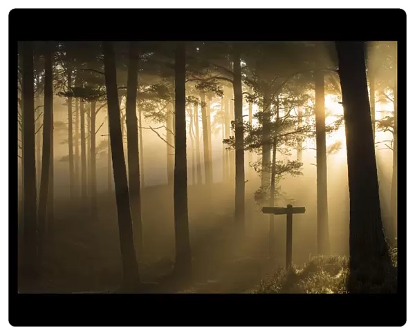 Sunlight splintering through misty pine forest at sunset, Glencharnoch Wood, Cairngorms