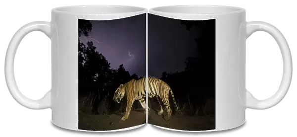 Bengal tiger (Panthera tigris tigris) walking at night dominant male (T29) with monsoon clouds and lightning. Kanha National Park, Central India