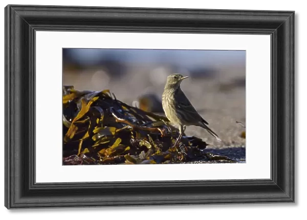 Rock pipit (Anthus petrosus) foraging for invertebrates among seaweed on the strand