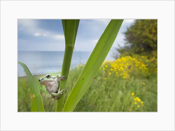 Lemon-yellow tree frog (Hyla savignyi) peering around coastal plant. Cyprus. April