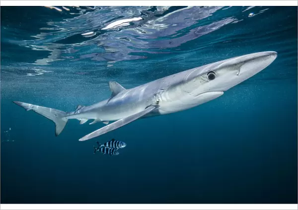 Blue shark (Prionace glauca) with a pair of pilot fish (Naucrates ductor) off Halifax