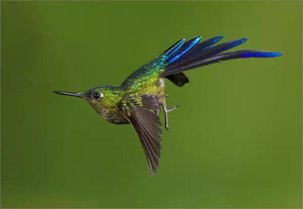 Violet-tailed sylph hummingbird (Aglaiocercus coelestis) in flight, about to land