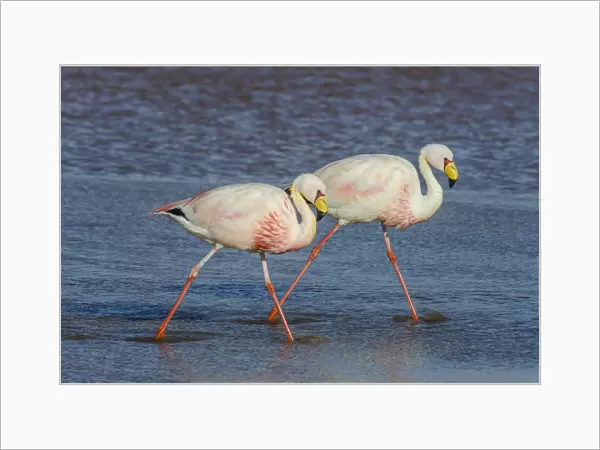 James flamingo  /  Puna flamingo (Phoenicoparrus jamesi). Lago Colorado, Bolivia