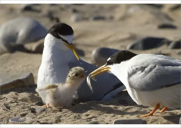 Little tern (Sterna albifrons ) feeding sand eel (Hyperoplus spp) to young chick