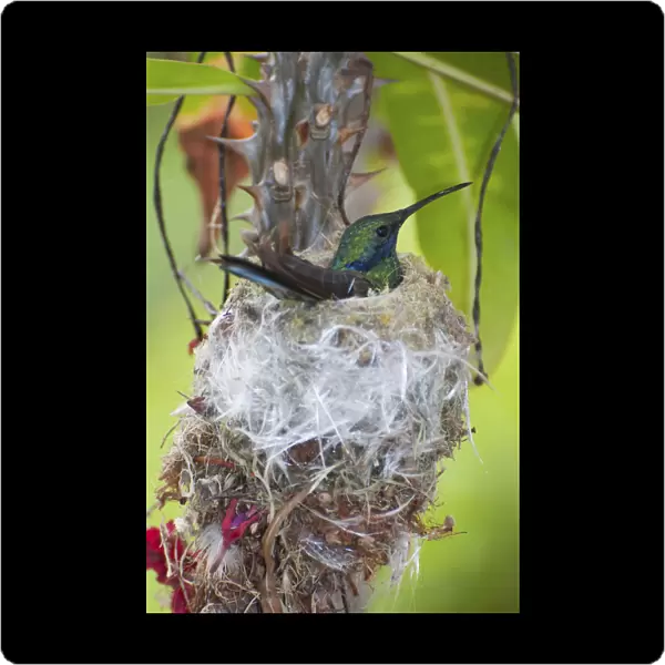 Sparkling violetear hummingbird (Colibri coruscans) incubating eggs at nest, Andean cloud forest