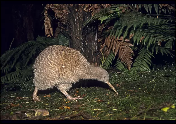Great Spotted Kiwi (Apteryx hstii) foraging in rainforest habitat at night, NW Nelson