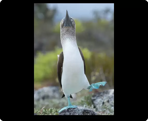 Blue-footed booby (Sula nebouxii) dancing courtship display, Santa Cruz Island