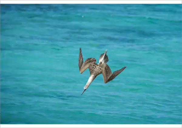 Blue-footed booby (Sula nebouxii) diving towards sea, folding wings. Northeast coast