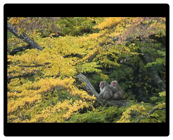 Japanese macaque  /  Snow monkey {Macaca fuscata} male grooming female in courtship