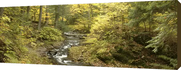 Little Carp River and autumn woodland, Porcupine Mountains State Park, Upper Peninsula