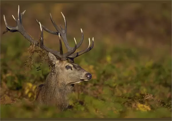 Red deer {Cervus elaphus} adult male in autumnal bracken during the October rut. Leicestershire