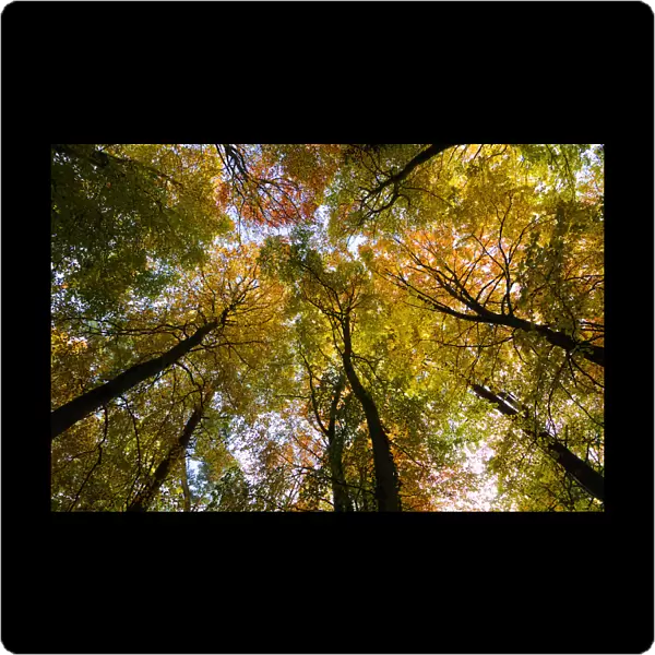 Looking up through the canopy of a Beech wood(Fagus sylvatica) in autumn, UK, November