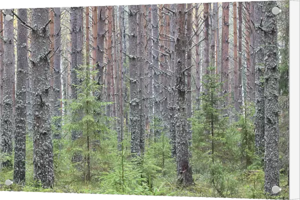 Sokolsky pine forest, young trees growing up amongst tall trunks of older trees, Russky Sever NP