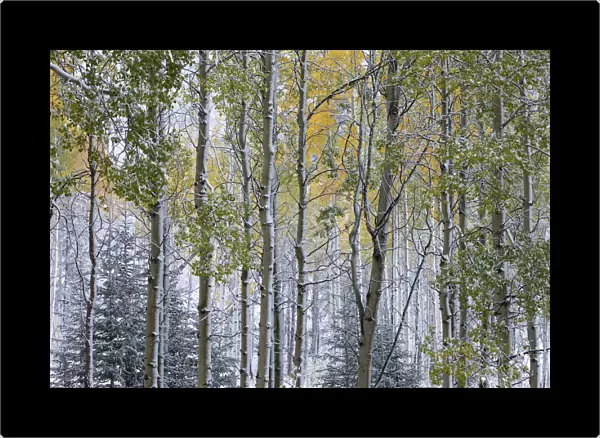 Autumn colours of the Aspen trees (Populus tremula) in the snow, near Muleshoe, Bow Valley Parkway