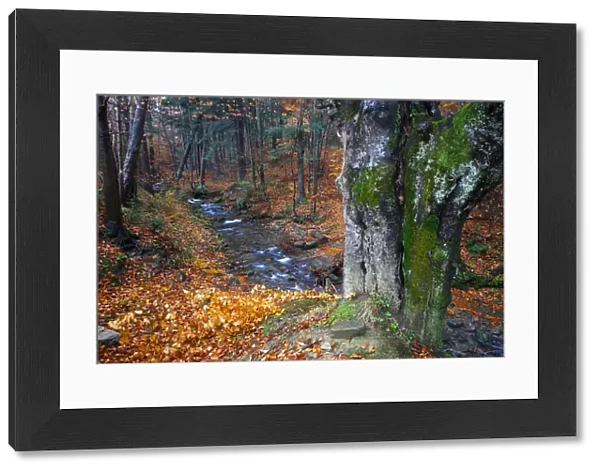 Carpathian forest stream in autumn colors. Bieszczady National Park, the Carpathians